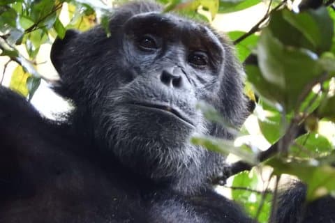 08 dias de excursão clássica aos primatas de Uganda
