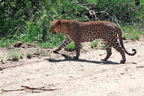3-tägige Erkundungstour durch den Krüger-Nationalpark