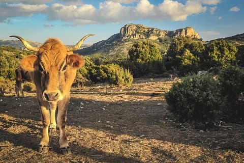 Jeep tour Between Land & Sea - Orosei & Capo comino
