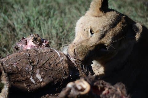 5 Tage Tarangire, Serengeti.Ngorongoro und Lake Manyara