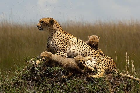 3 Days Maasai Mara Guided Safari on 4x4 Land Cruiser from Nairobi