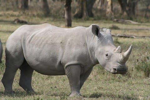 Halbtagestour durch den Nairobi National Park Von Nairobi aus