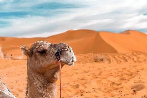 4D/3N Private Desert tour from Fez to Marrakech