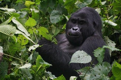 Gorilla Trekking de 2 dias em Uganda