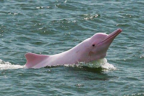 Experiencia de día completo con delfines rosados y cerdos