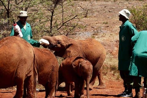 Nairobi-tour en giraffencentrum