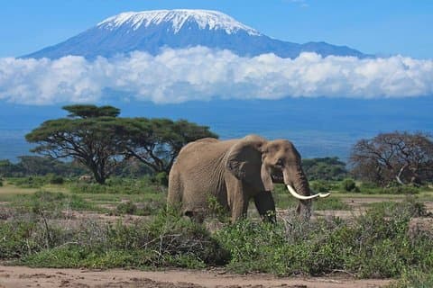 7 Days Into the Wild Wonder: Lodge Safari med privat 4x4 JEEP