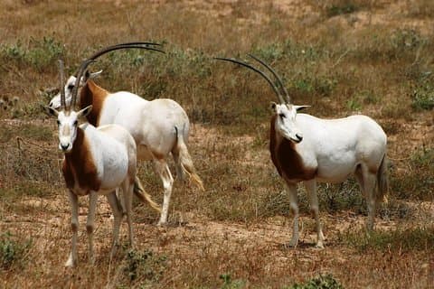 Besuchen Sie den Souss National Park