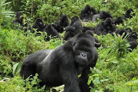 3 nuits de gorilles de montagne dans le Misty Bwindi Ouganda