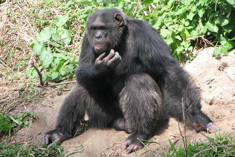 Ol Pejeta Conservancy Guided Day Tour From Nairobi