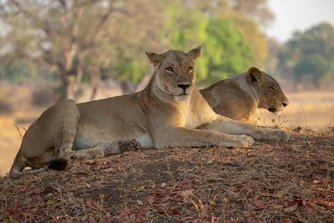Selous/Nyerere National Park Dagstur