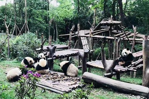 Chengdu-intryck av vackra pandor och jätte Buddha