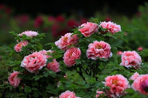 1-dagers Luoyang-tur til Longmen Grottoes og Peony Garden