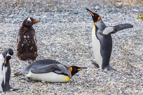 ウシュアイアからペンギンの繁殖地とハーバートン牧場のあるゲーブル島