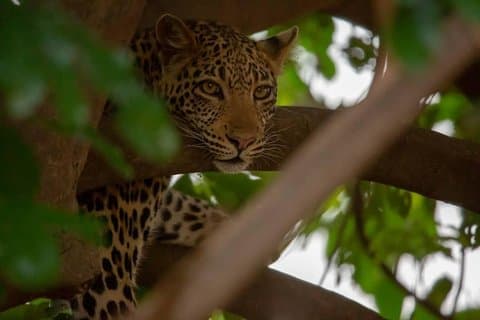 Esperienza faunistica di 2 giorni e Masai Culture Mikumi Park