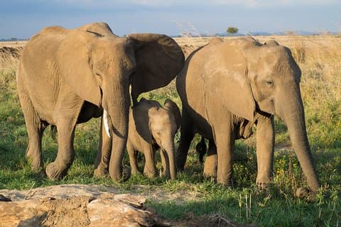 3 días Mikumi y Udzungwa National Park + cultura masai