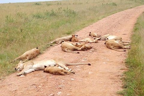 2 dager Maasai Mara National Reserve Safari fra Nairobi