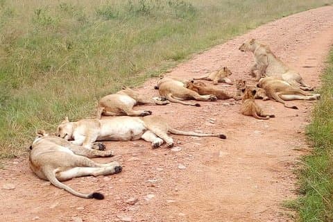 Amboseli National Park-dagtour vanuit Nairobi