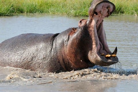3-tägige Isimangaliso-Feuchtgebiet- und Hluhluwe-Imfolozi-Tour ab Durban