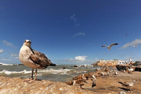Von Marrakesch: Gemeinsame Tour nach Essaouira