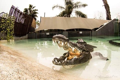 3Days Cape town - Attraction: Crocodile Diving Cage & Cape Point & Wine Tasting