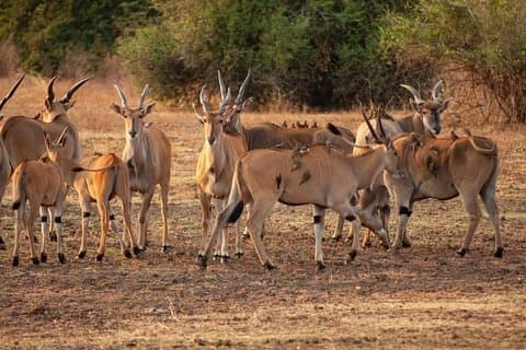 3 DAGAR SELOUS SAFARI Från Dar es salaam med bil, flyg Zanzibar