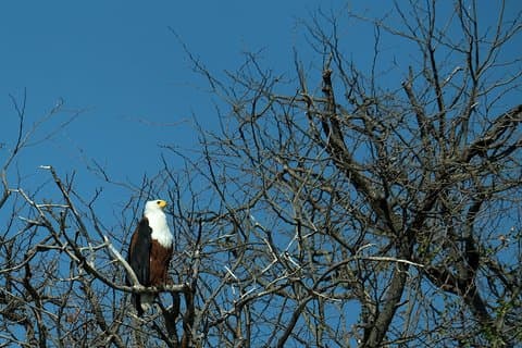 8 Day Private Botswana Camping Safari with Airport Pickup