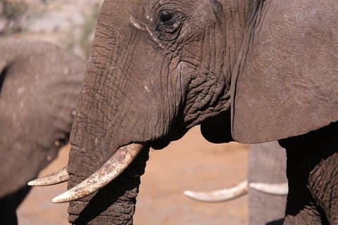 5 Tage Mobile Camping Safari Tour in Botswana mit Guide