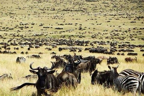 Safari privato di migrazione degli gnu di 6 giorni + Hazdabe Lake Eyasi