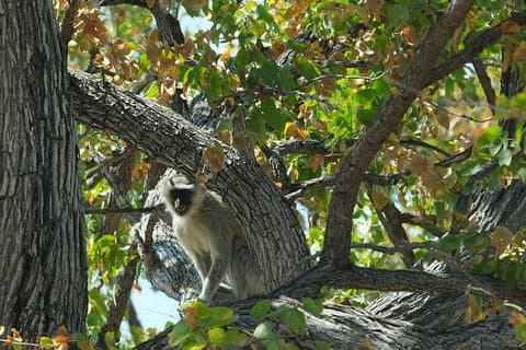 ボツワナからの15日間のウォーキングサファリ