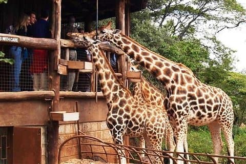 Visite d'une journée complète du parc national de Nairobi, du centre des girafes et du musée national