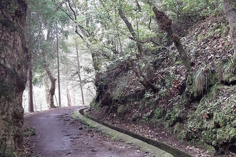Madeira: Private Guided Tour to Ribeiro Frio and Chão das Feiteiras