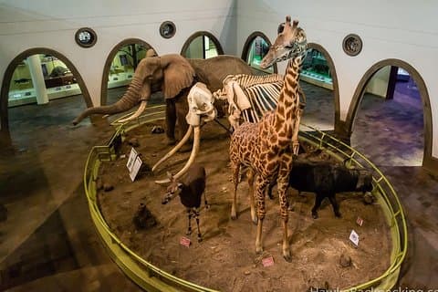 Halvdagers guidet tur til Nairobi nasjonalmuseum og Snake Park