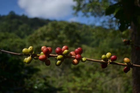 Private La Victoria Coffee Tour – Waterfalls & Minca