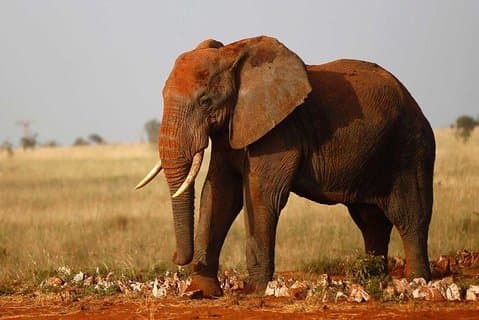 4-daagse wildsafari in Amboseli en Tsavo
