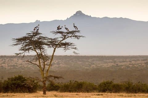 5 Tage Wanderabenteuer Mt. Kenya Via Sirimon Route