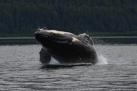 Guaranteed Whale Watching Adventure