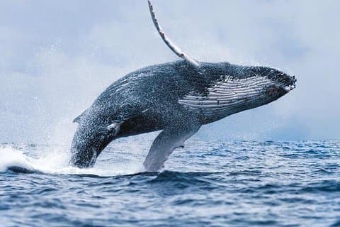 Excursion en bateau d'observation des baleines à Hermanus (entre juin et novembre)