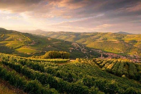 Tour privato di un'intera giornata in Valpolicella da Milano con degustazione di vini