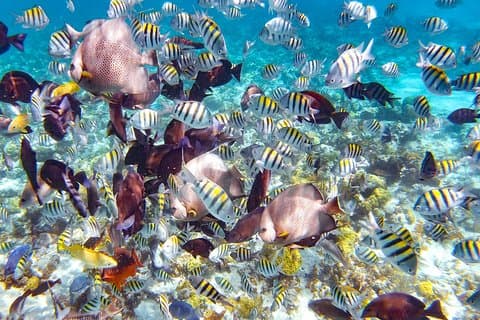 Pearl Island Bahama's snorkelervaring en lunch