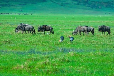 A Day Trip Safari To Tarangire National Park