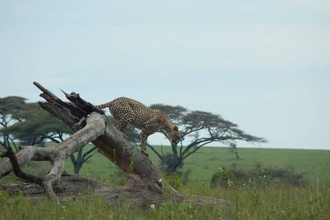 7 Days Mid-Range Lodge Safari till Lake Manyara, Serengeti, Ngorongoro och Tarangire