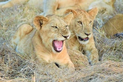 5 Days Luxury Lodge Safari til Lake Manyara / Tarangire, Serengeti & Ngorongoro.