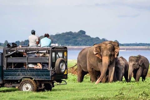 Safari Privado de Dia Inteiro em Minneriya e Kaudulla