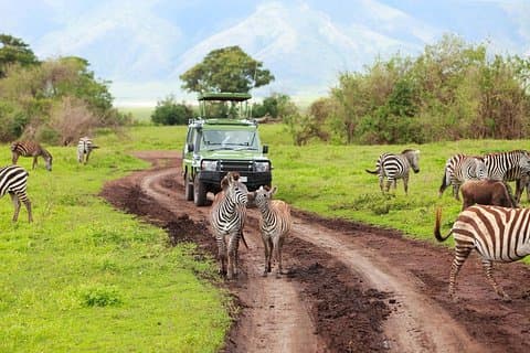 Tansania Familienurlaub; 8-tägige Lodge-Safari