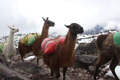 Lares Trek y Camino Inca Corto a Machu Picchu 5D/4N