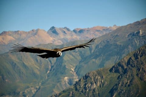 3 days 2 nights - Colca Canyon trek from Arequipa
