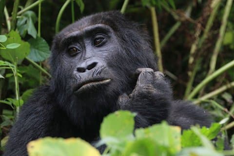 3 days gorilla tracking in Uganda
