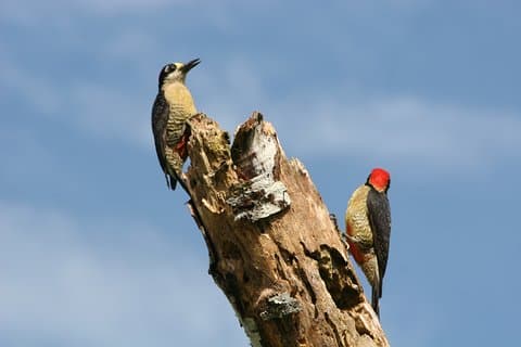 Vogelbeobachtung am Arenalsee