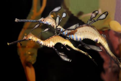Private Tour of Shanghai Ocean Aquarium, Longhua Temple and Oriental Peal Tower